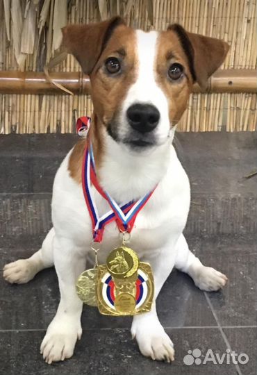 Щенки джек рассел терьер гладкошерстный