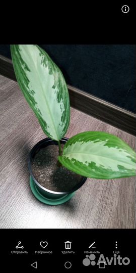 Комнатные цветы: Аглаонема