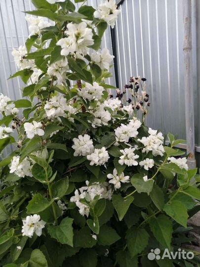 Жасмин махровый. Анемона