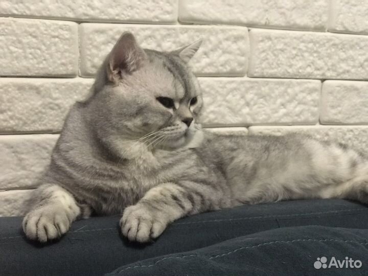 Британский кот для вязки