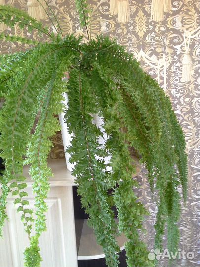 Папортники кудрявые