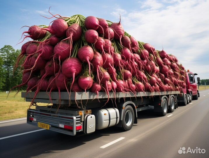 Перевозка свеклы