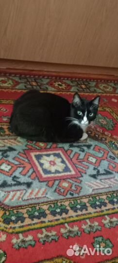 Кошка в дар