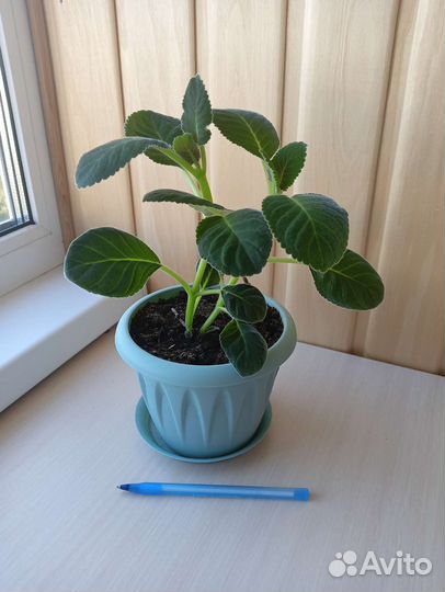 Глоксиния махровая