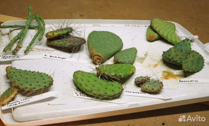 Опунция(детки)