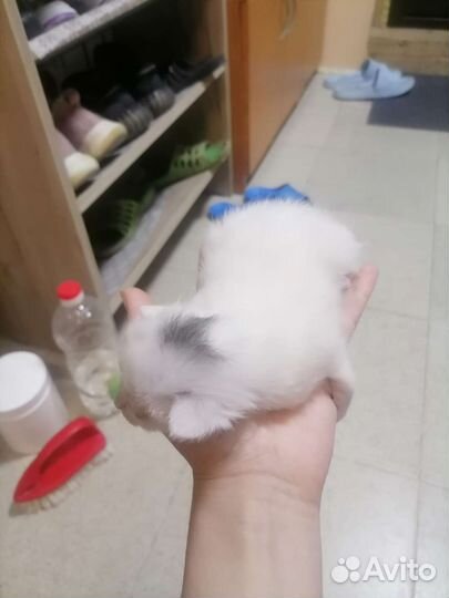 Котята мама бенгалка