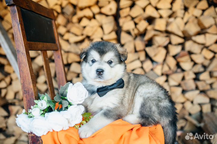 Щенки Аляскинского маламута