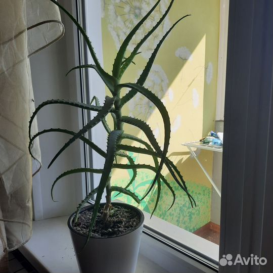 Алоэ