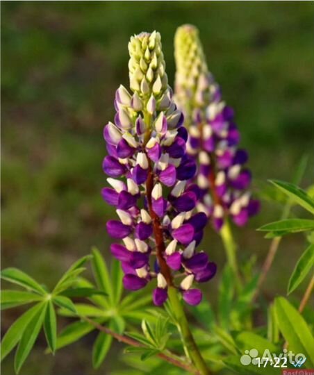 Люпины