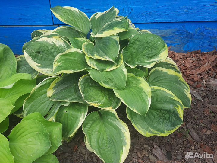 Хоста растение