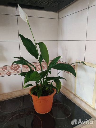 Спатифиллум