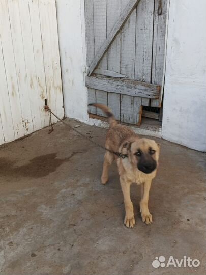 Отдам в добрые руки