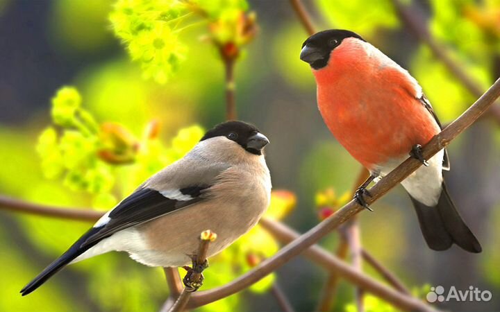 Певчие птицы