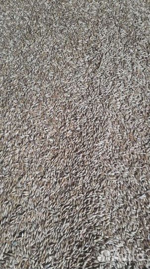 Ячмень яровой 2024 года