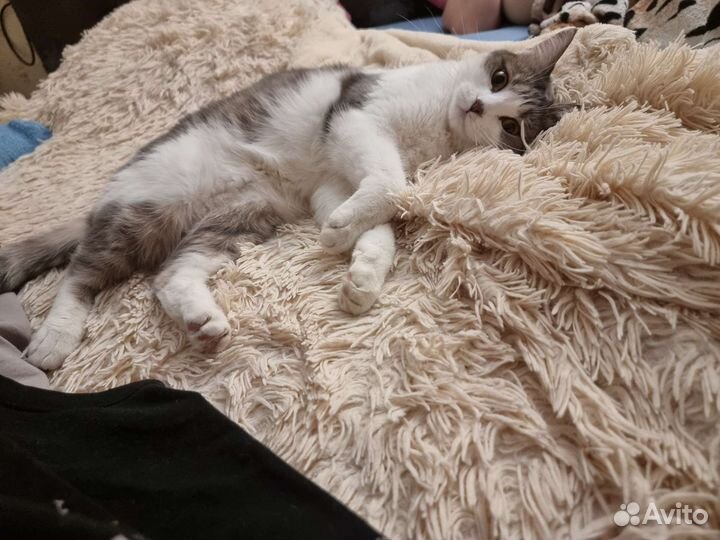 Кошка в добрые руки бесплатно