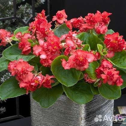 Бегония махровая вечнойветущая