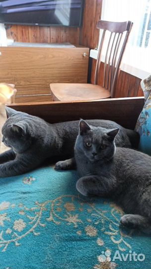 Британские котята