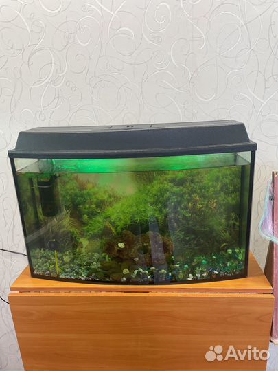 Аквариум