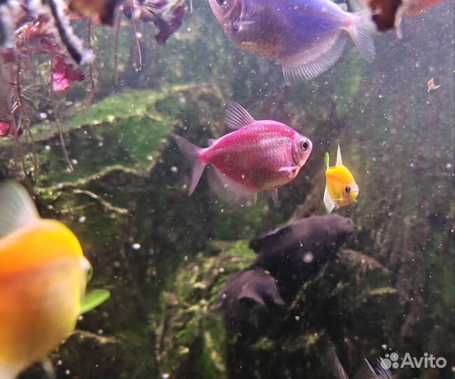 Тернеция гло