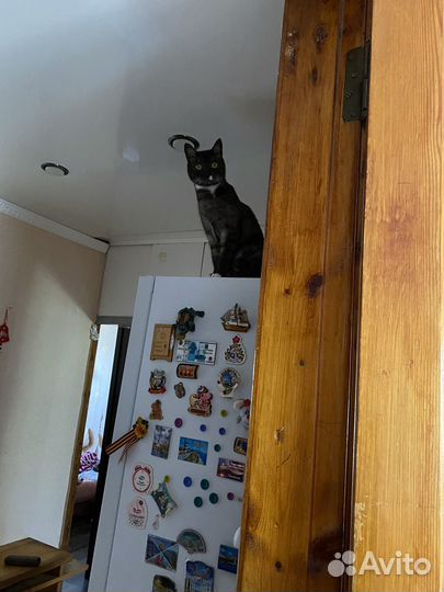 Отдам бесплатно в добрые руки