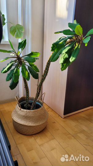 Комнатные растения