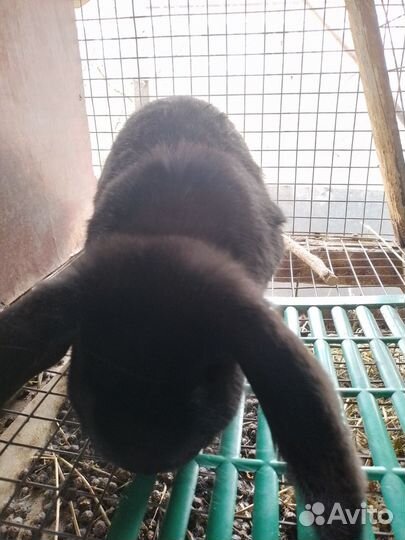 Кролик французский баран,калифорнийцы