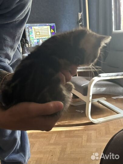 Отдам кошечек
