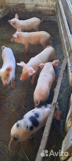 Поросята 1,5 месяца ландрас,крупная белая