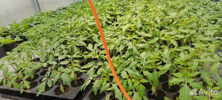 Рассада помидоров томатов