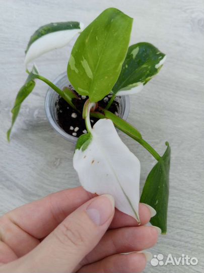 Филодендроны сортовые