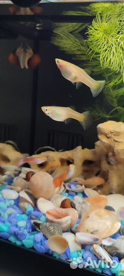 Продам Гуппи