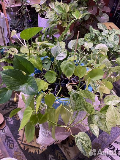 Эпипремнум золотистый