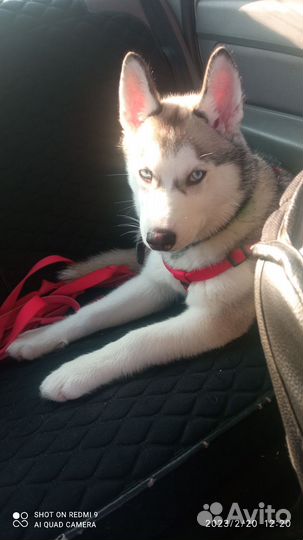 Метисы хаски