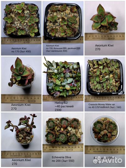 Суккуленты 5/6