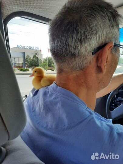 Селезень и утята