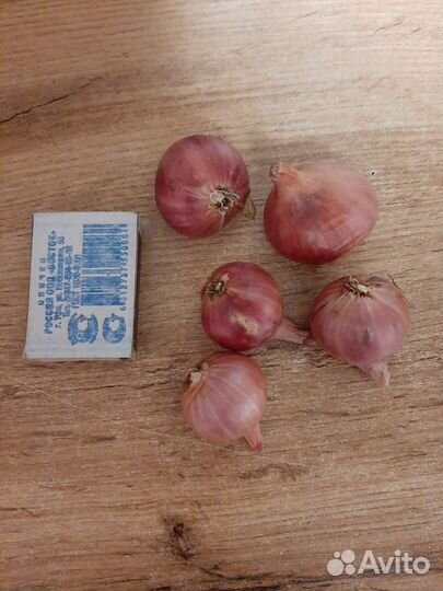 Лук семейный (шалот)