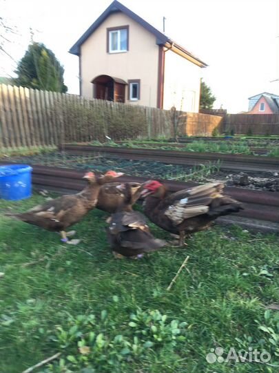 Яйцо индоутки Шоколад (Красный бык)