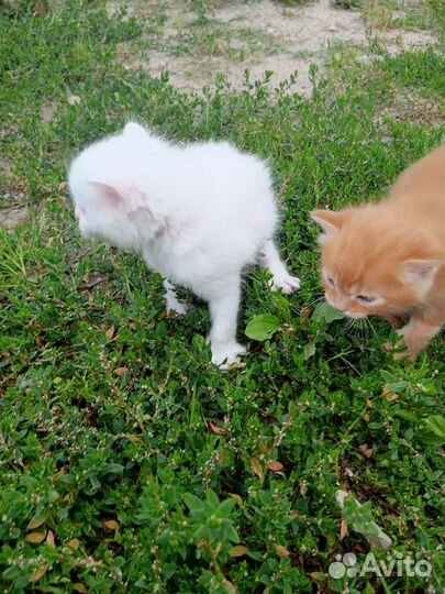 Котята в добрые руки 1 месяц