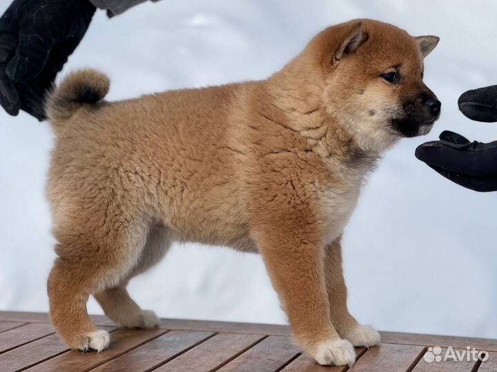 Девочка сиба ину