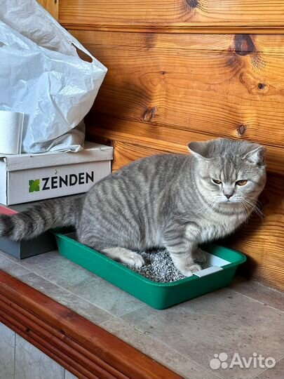 Вязка, Британский кот