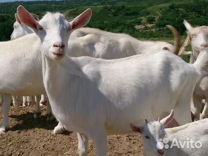 Зааненские козы