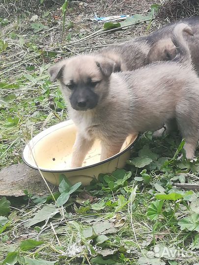 Отдам даром симпатичных малышей
