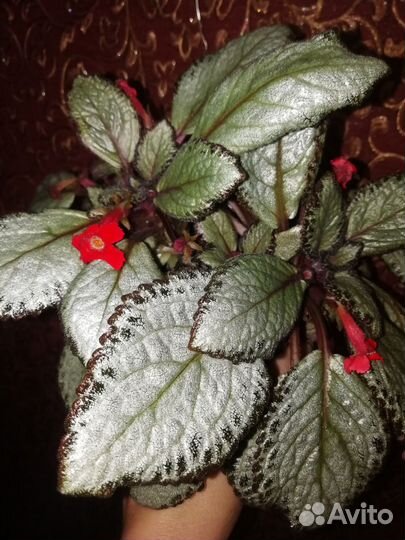 Цветы комнатные