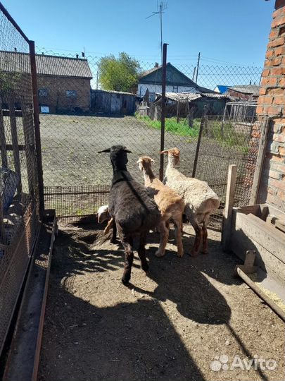 Курдючные бараны овцы