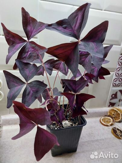 Оксалис бабочка