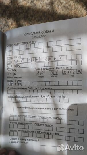 Щенки немецкого шпица