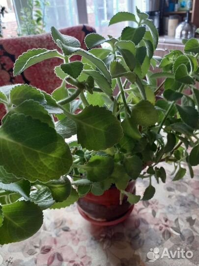 Комнатные растения