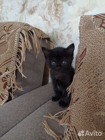 Кошки в добрые руки