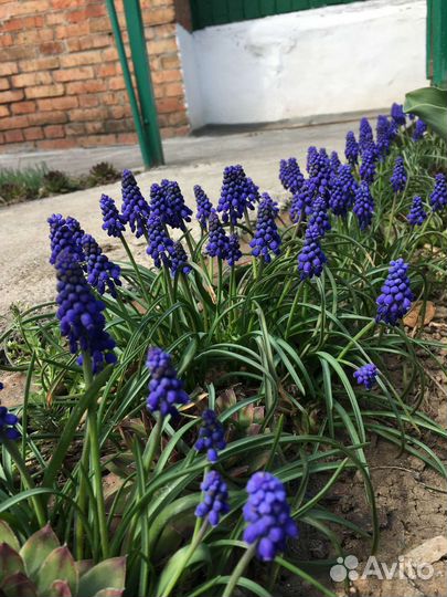 Луковицы мускариков