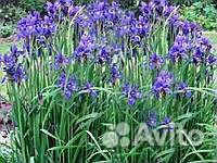 Ирис болотный